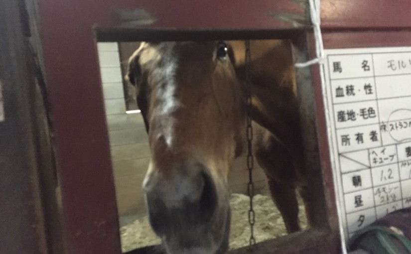乗馬クラブで厩舎作業を行いました（大阪府/鶴見緑地乗馬苑）
