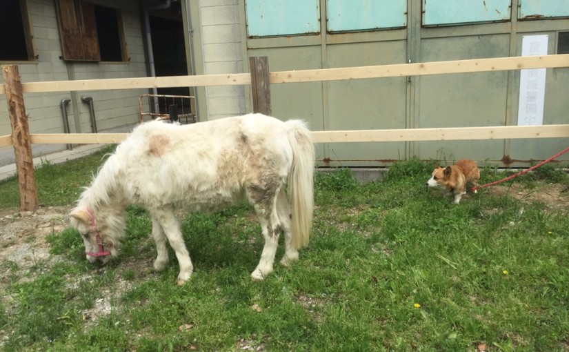 乗馬クラブで初級ドレッサージュを行いました（大阪府/鶴見緑地乗馬苑）