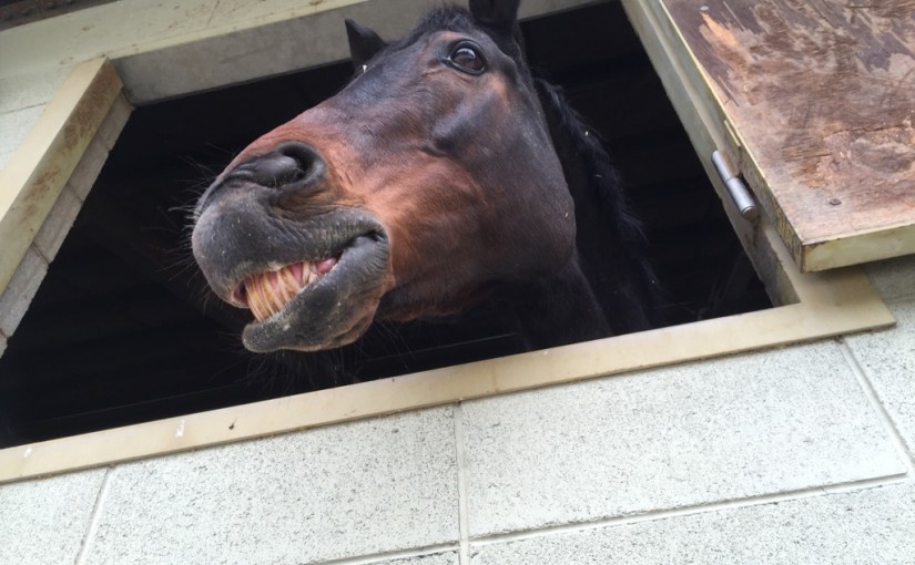 乗馬クラブでファーストレッスンを行いました（大阪府大阪市/Ｏ様）