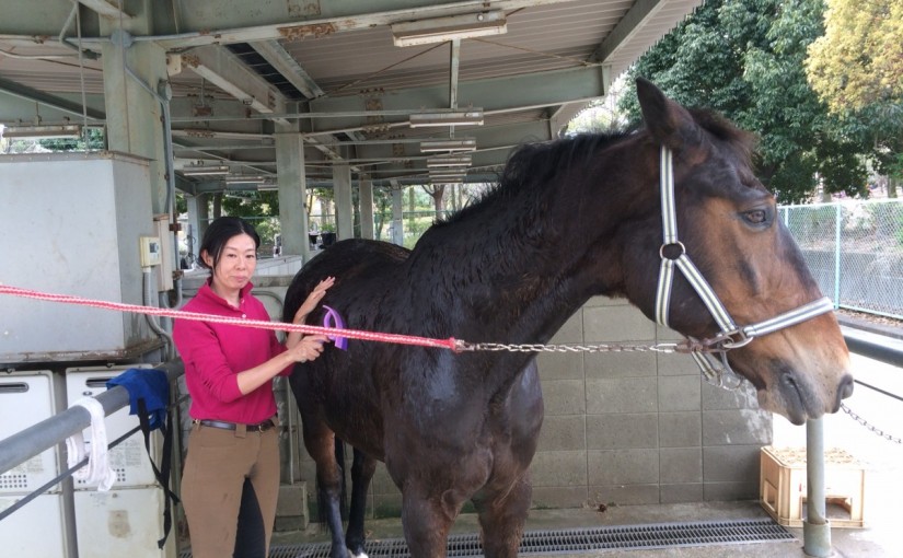 大阪市の乗馬クラブ、１日の終わりはシャワーですっきり！