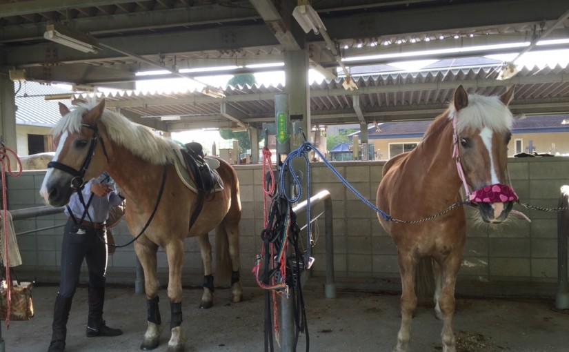 乗馬クラブでエンジョイコースのレッスンを行いました（大阪府芦屋市/Ｋ様）