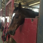 大阪の乗馬クラブの1コマ