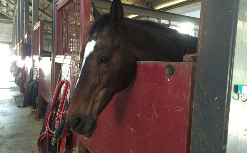 大阪の乗馬クラブの1コマ