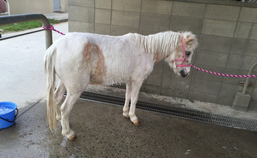 乗馬クラブでの洗い場の風景（大阪府/鶴見緑地乗馬苑）