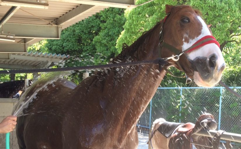 乗馬クラブ のレッスン終わりは水浴びでスッキリ！【大阪市／鶴見緑地乗馬苑】