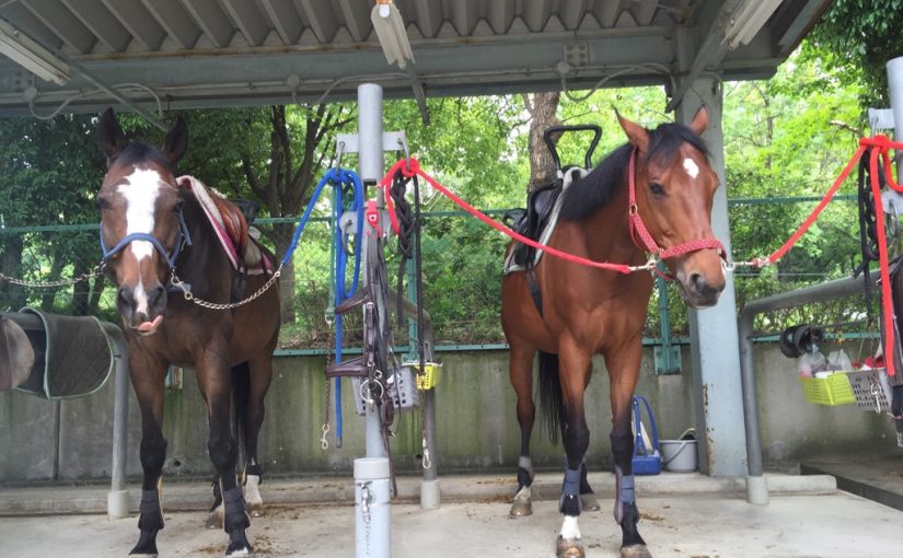 乗馬クラブで体験乗馬を行いました（大阪府大阪市/Ｔ様）