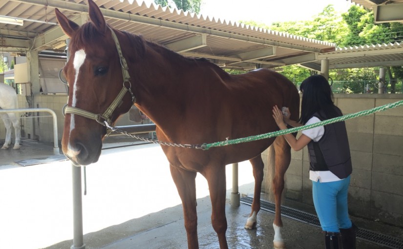 乗馬クラブで担当馬の手入れを行いました（大阪府/鶴見緑地乗馬苑）