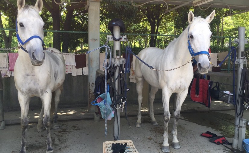 乗馬クラブで洗い場の風景を撮影しました（大阪府/鶴見緑地乗馬苑）