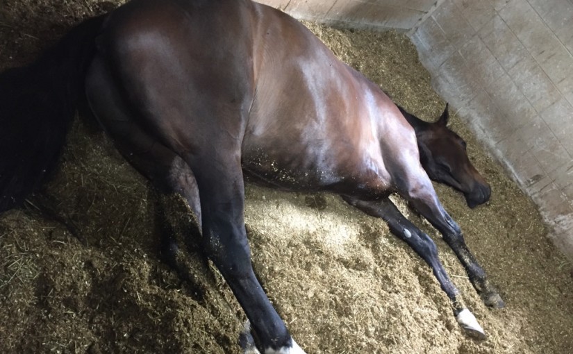 乗馬クラブで今日の１枚を撮影しました（大阪府/鶴見緑地乗馬苑）