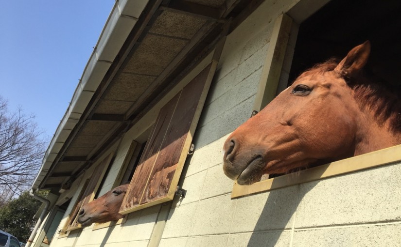 乗馬クラブでエンジョイコースのレッスンを行いました（大阪府大阪市/Ｔ様）