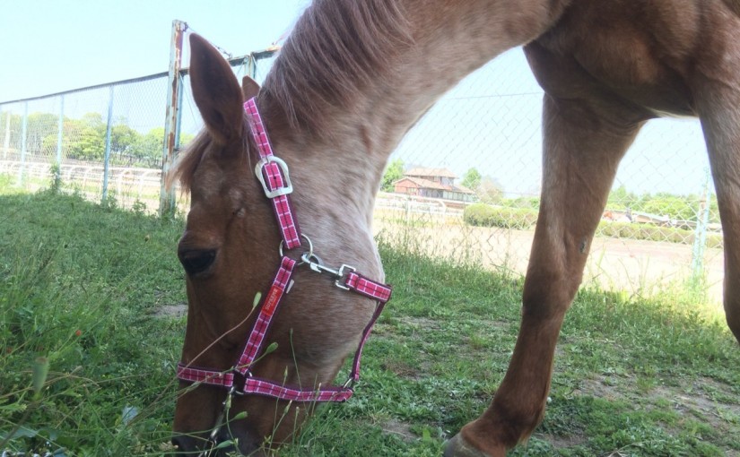 乗馬クラブの曳馬ポニーの休息【大阪市／鶴見緑地乗馬苑】