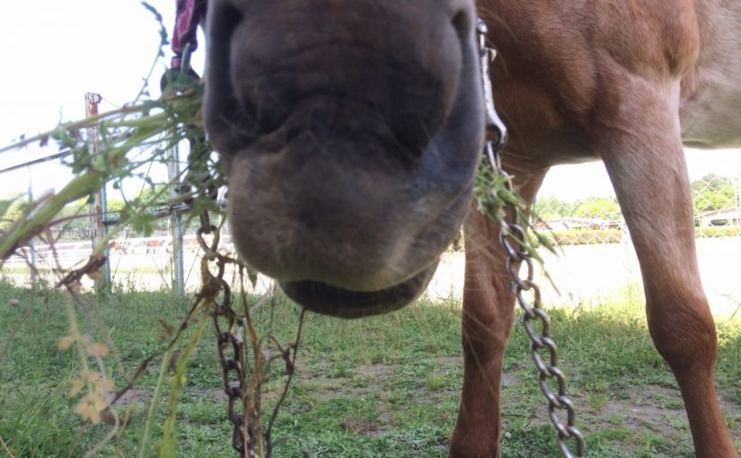 乗馬クラブのお散歩タイム【大阪市/鶴見緑地乗馬苑】