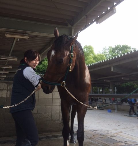 乗馬クラブのお手入れタイム【大阪市/鶴見緑地乗馬苑】