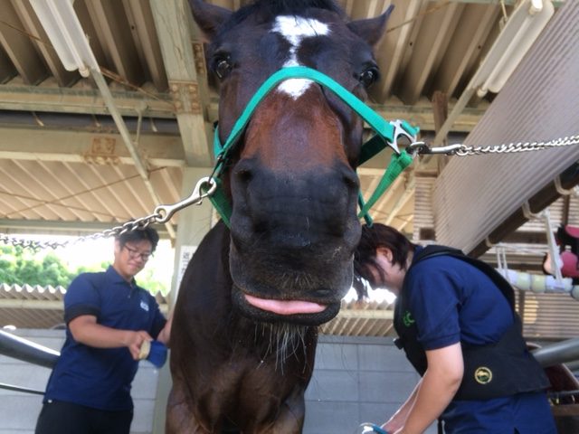 乗馬クラブで頑張った馬をちゃんとお手入れ！【大阪市/鶴見緑地乗馬苑】