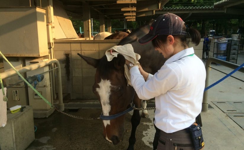 乗馬クラブの乗馬体験後、馬たちのお手入れ。【大阪市/鶴見緑地乗馬苑】