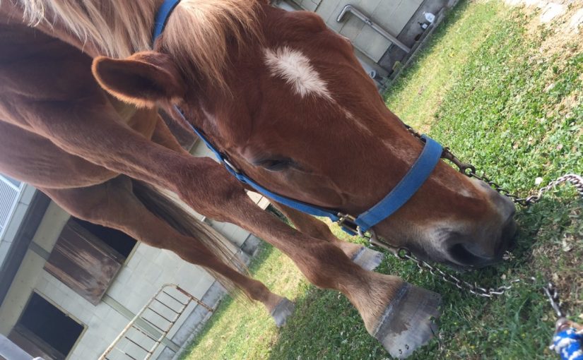 大会間近の乗馬クラブ（大阪府/鶴見緑地乗馬苑）