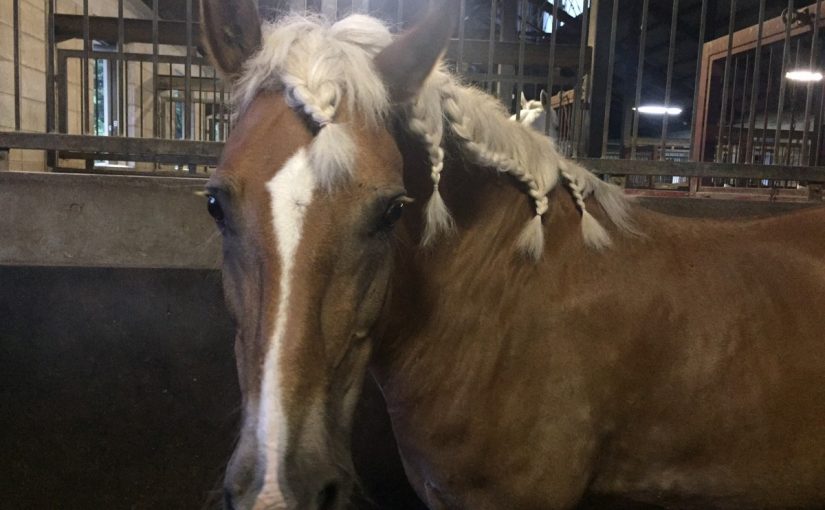 乗馬クラブで馬がイメチェン！？（大阪府/鶴見緑地乗馬苑）