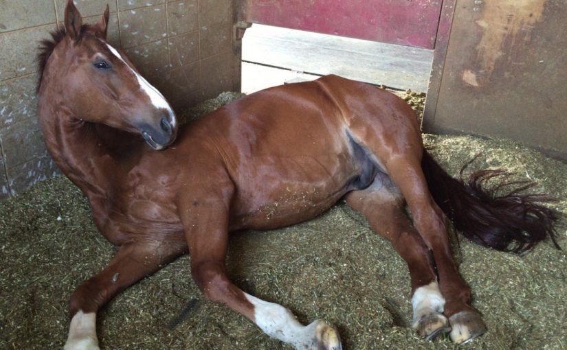 乗馬クラブでくつろぐ馬（大阪府/鶴見緑地乗馬苑）