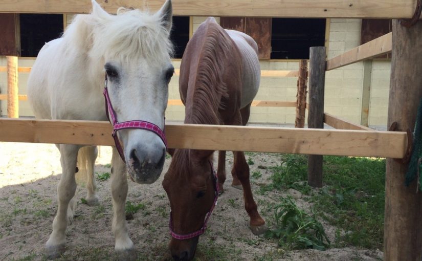 乗馬クラブで早朝の放牧【大阪市/鶴見緑地乗馬苑】