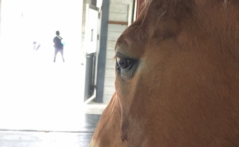 雨の日の乗馬クラブの日常（大阪府/鶴見緑地乗馬苑）