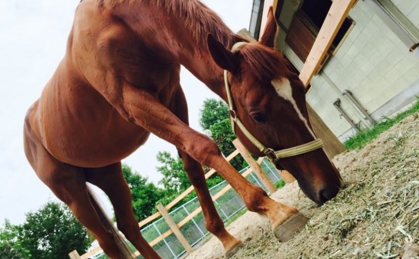 乗馬クラブで馬を放牧しました（大阪府/鶴見緑地乗馬苑）