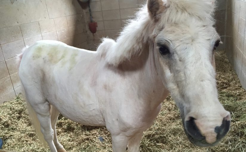 乗馬クラブで馬の写真をパシャリ☆（大阪府/鶴見緑地乗馬苑）