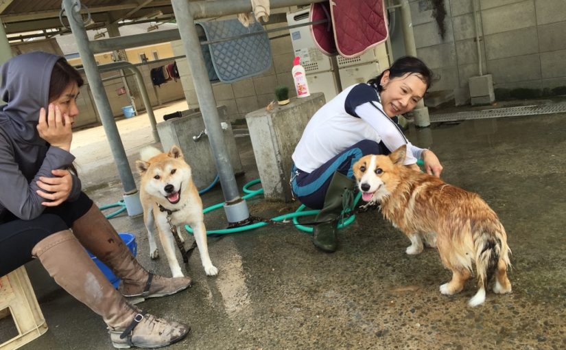 乗馬クラブで洗い場の風景を撮影しました（大阪府/鶴見緑地乗馬苑）
