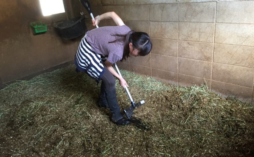 乗馬クラブで馬房掃除の最中にお邪魔しました！（大阪府守口市/Ｋ様）