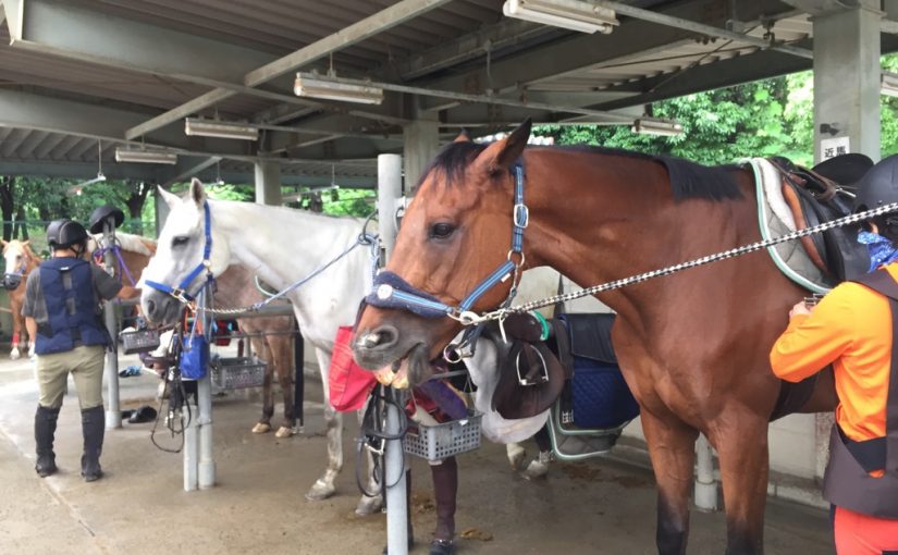 乗馬クラブで洗い場の風景を撮影しました（守口市/鶴見緑地乗馬苑）