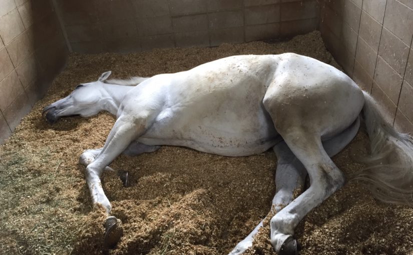 乗馬クラブの厩舎内で馬の写真を撮りました（大阪府/鶴見緑地乗馬苑）