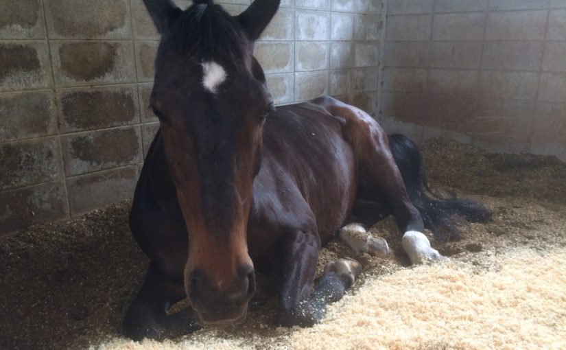 乗馬クラブの厩舎をそっとのぞいてみました…【大阪市/鶴見緑地乗馬苑】