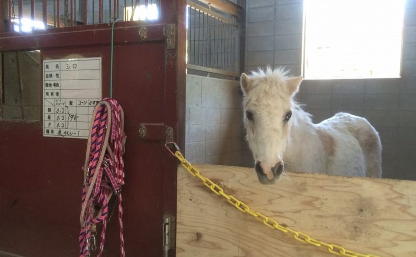 乗馬クラブの厩舎の中からこんにちは！【守口市/鶴見緑地乗馬苑】