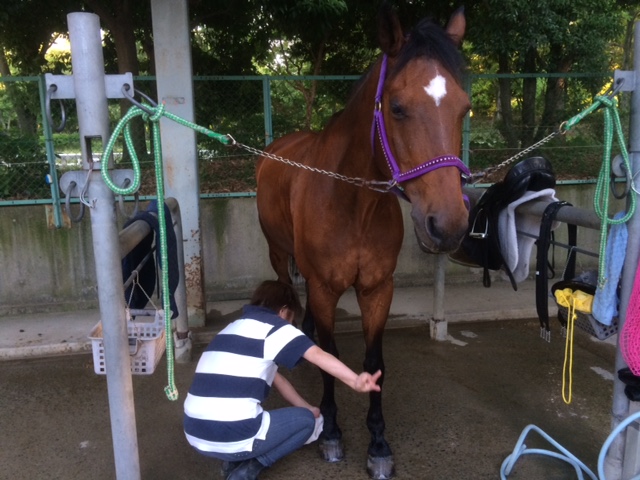 乗馬クラブで初級ドレッサージュレッスンを行いました【大阪市/鶴見緑地乗馬苑】