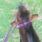 乗馬クラブでレッスン前に道草中！【大阪市/鶴見緑地乗馬苑】