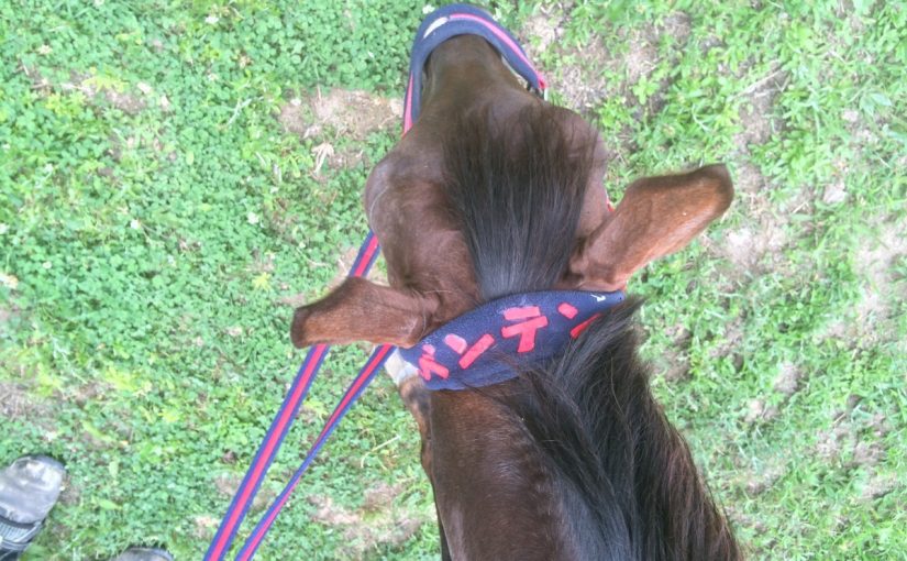 乗馬クラブでレッスン前に道草中！【大阪市/鶴見緑地乗馬苑】