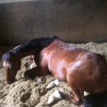 乗馬クラブの馬房掃除後、厩舎をみると…？【大阪市/鶴見緑地乗馬苑】