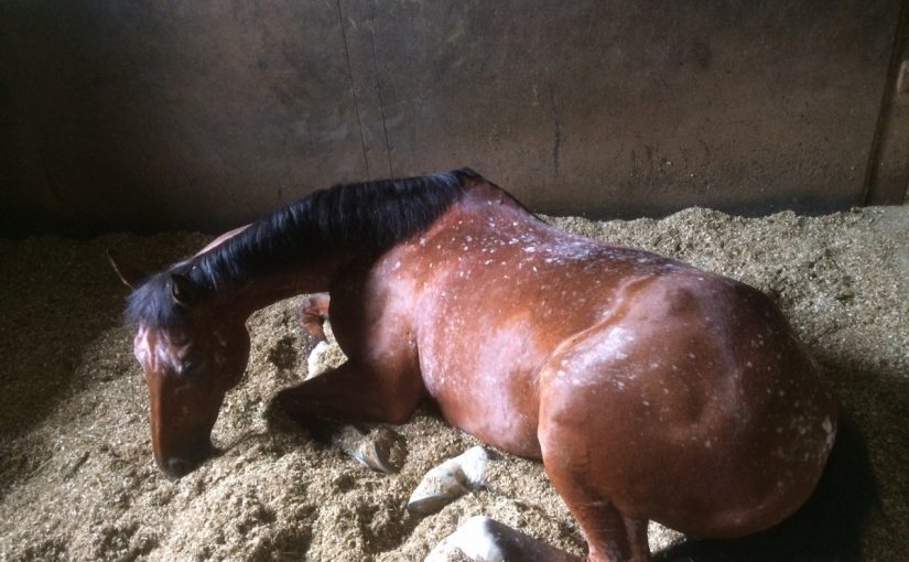 乗馬クラブの馬房掃除後、厩舎をみると…？【大阪市/鶴見緑地乗馬苑】