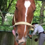 乗馬クラブ休苑日前はお手入れも念入り！【大阪市/鶴見緑地乗馬苑】