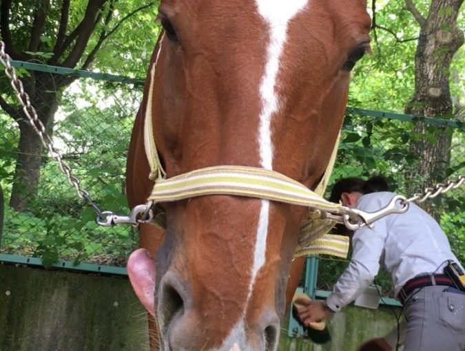 乗馬クラブ休苑日前はお手入れも念入り！【大阪市/鶴見緑地乗馬苑】