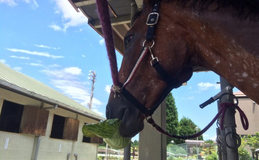 乗馬クラブの雨上がり。青空が気持ちいい！【守口市/鶴見緑地乗馬苑】