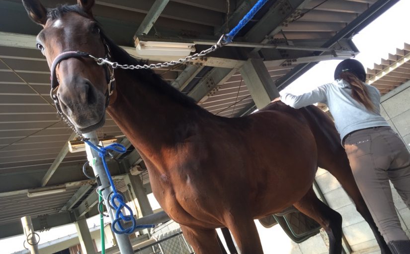 乗馬クラブで初級ドレッサージュのレッスンを行いました（大阪府/鶴見緑地乗馬苑）