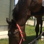 乗馬クラブで初心者４回コースを行いました【大阪市/鶴見緑地乗馬苑】