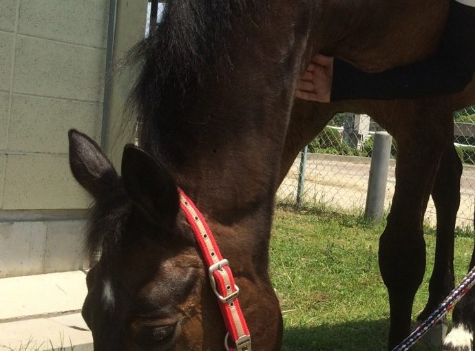 乗馬クラブで初心者４回コースを行いました【大阪市/鶴見緑地乗馬苑】