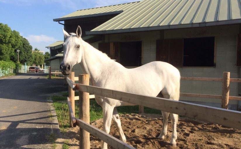 乗馬クラブの朝は放牧でスタート★（守口市/鶴見緑地乗馬苑）