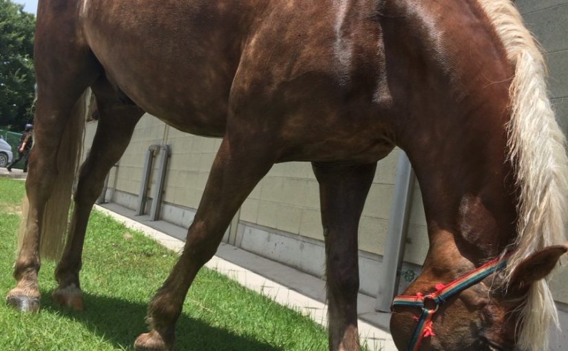 乗馬クラブの競技会翌日はのんびり（守口市/鶴見緑地乗馬苑）