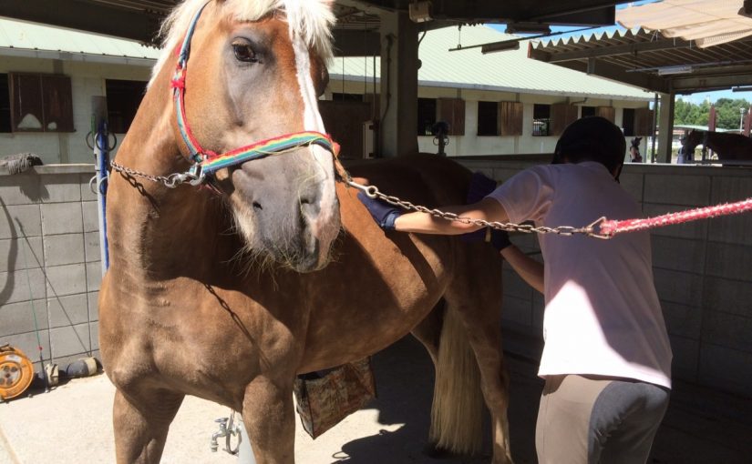 乗馬クラブでファーストレッスン♪（守口市/鶴見緑地乗馬苑）