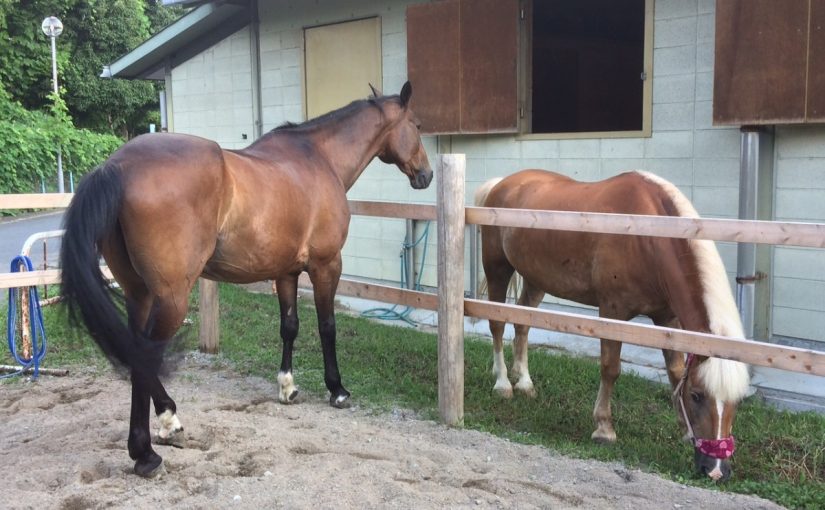 乗馬クラブの朝は放牧でゆっくり（大阪市/鶴見緑地乗馬苑）