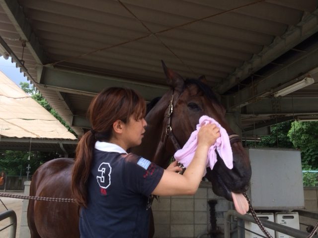 乗馬クラブで気持よさそうに顔を拭いてもらう馬の姿を発見！（大阪市/鶴見緑地乗馬苑）