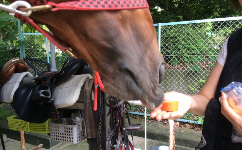 乗馬クラブの体験後にごほうびのにんじん！「早くちょうだい～！」（吹田市/鶴見緑地乗馬苑）
