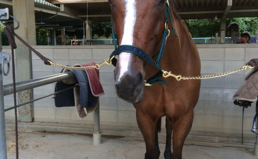 乗馬クラブの馬たちは、みんな人と仲良しです！（守口市/鶴見緑地乗馬苑）